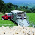 Ifor Williams TA510, Animal transport semi-trailers, Transportation