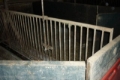 [Other] Slagtesvinsstier plastik, Other livestock machinery and accessories, Farming