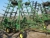 John Deere 637, 耙車, 農業機械 John Deere 637, 耙車, 農業機械