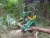 Lako Forest Lako 63, Harvester heads, Forestry