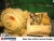 Cat Wandlergetriebe / 5M60, Autre camion, Transport